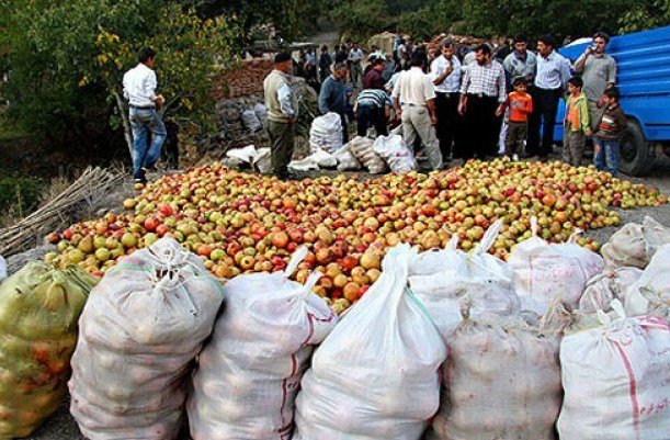 پیش بینی تولید 10 هزار تنی انار در بهشهر رتبه نخست بهشهر در تولید انار استان