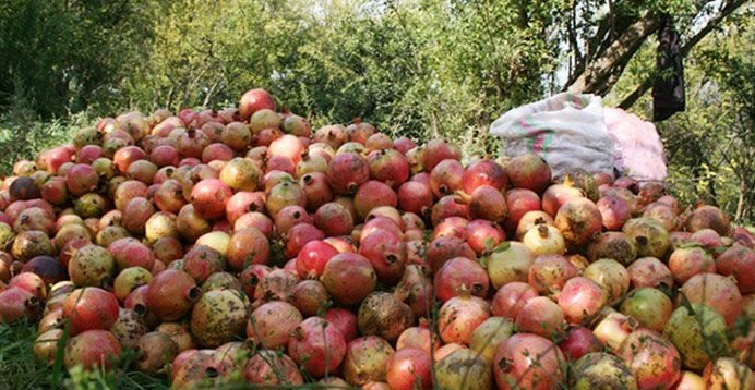 بهشهر و گلوگاه نیازمند راه اندازی صنایع تبدیلی انار قدس آنلاین پایگاه خبری تحلیلی