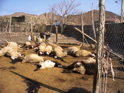 سیل در کازرون ۱۹۰ گوسفند را تلف کرد تلف شدن گوسفندان