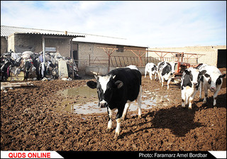 بیست سال طویله خوابی پدر و دختر شیروانی