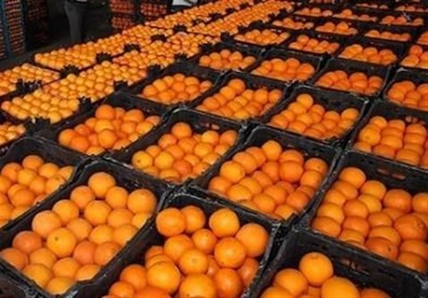 خریداری ۱۳۰ هزار تن پرتقال مازندران/مطالبات باغداران تا هفته آینده پرداخت می شود پرتقال