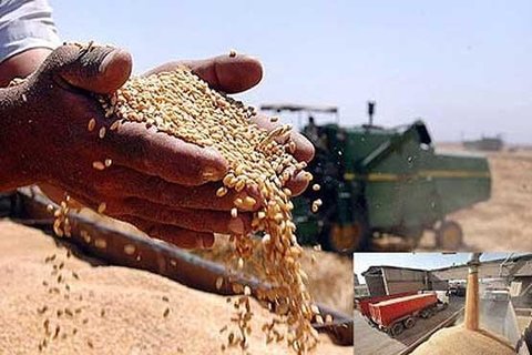 کاهش ۷۰ درصدی تولید گندم دیم در قوچان خرید گندم