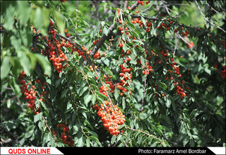 روستای زیبای مایان در خراسان رضوی