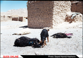 چوپان ها دروغ نمی گویند