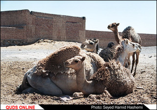 چوپان ها دروغ نمی گویند
