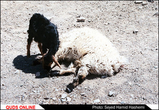 چوپان ها دروغ نمی گویند
