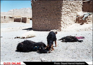 چوپان ها دروغ نمی گویند
