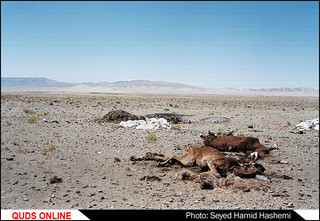 چوپان ها دروغ نمی گویند