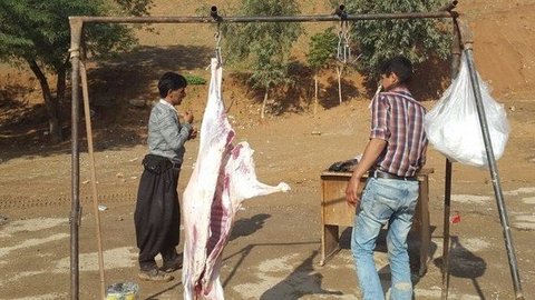 دام ها باید درکشتارگاه ذبح شود ذبح گوشفند