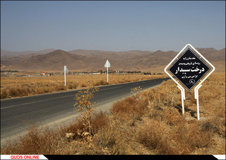 روستای درخت سپیدار