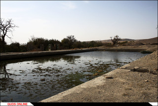 روستای درخت سپیدار