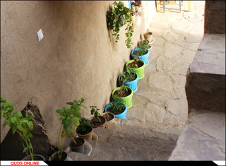 روستای درخت سپیدار