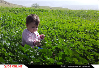 طبیعتی بکر و زیبا در استان خوزستان