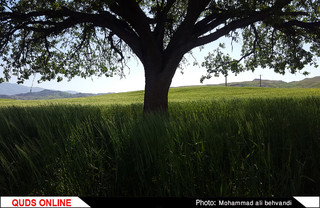طبیعتی بکر و زیبا در استان خوزستان