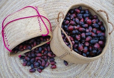 تولید۴۰ هزار تن خرما در شهرستان سراوان خرمای سراوان سیستان و بلوچستان