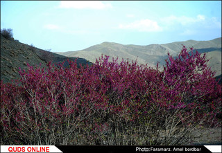 دره بنفش