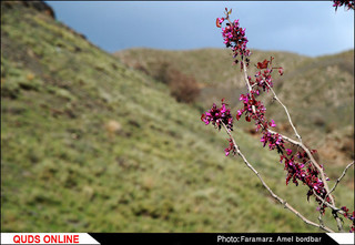 دره بنفش