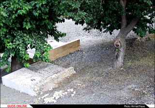 رد پای وقف و خیر درختان توت در قبرستان ها- گزارش تصویری