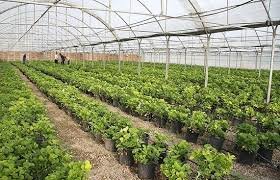 توسعه کشت گلخانهای در اولویت وزارت جهاد کشاورزی است توسعه گلخانه