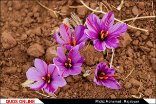 برداشت زعفران به آخرین روزهای خود میرسد