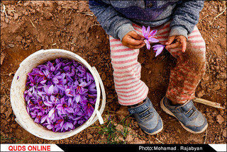 برداشت زعفران به آخرین روزهای خود میرسد