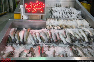 بازدید دستگاه های نظارتی از بازار مرغ گوشت مشهد / داوود بهگام