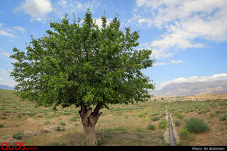 احیا قنات در روستای طبر بجنورد