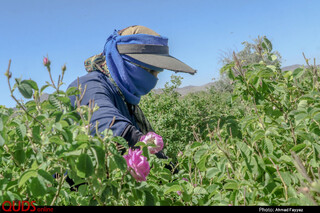 برداشت گل محمدی در سربیشه خراسان جنوبی