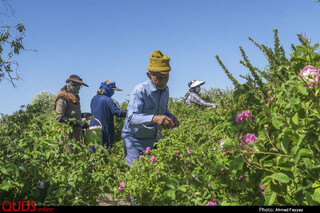برداشت گل محمدی در سربیشه خراسان جنوبی