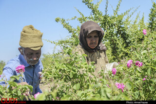 برداشت گل محمدی در سربیشه خراسان جنوبی