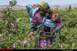 برداشت گل محمدی در سربیشه خراسان جنوبی