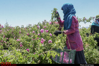 برداشت گل محمدی در سربیشه خراسان جنوبی