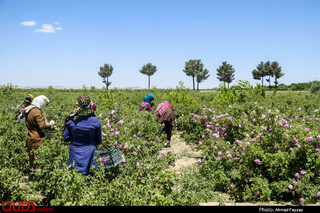 برداشت گل محمدی در سربیشه خراسان جنوبی