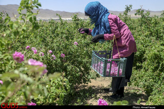 برداشت گل محمدی در سربیشه خراسان جنوبی