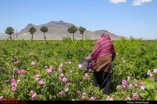 برداشت گل محمدی در سربیشه خراسان جنوبی