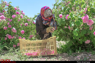 برداشت گل محمدی در سربیشه خراسان جنوبی