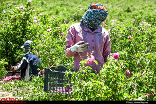 برداشت گل محمدی در سربیشه خراسان جنوبی