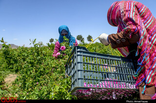 برداشت گل محمدی در سربیشه خراسان جنوبی