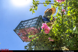 برداشت گل محمدی در سربیشه خراسان جنوبی