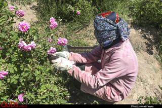 برداشت گل محمدی در سربیشه خراسان جنوبی