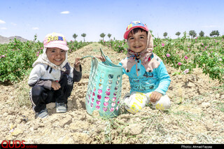 برداشت گل محمدی در سربیشه خراسان جنوبی