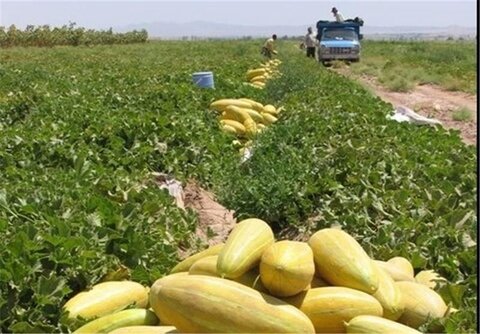 آغاز برداشت محصولات جالیزی در مزارع خواف خربزه
