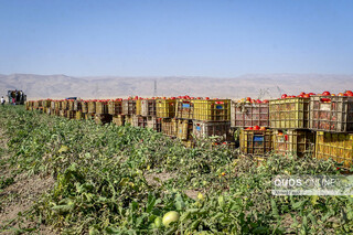 فصل برداشت گوجه فرنگی