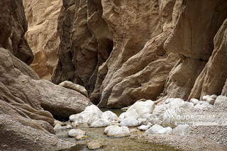 «کال جنی» طبس