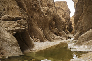«کال جنی» طبس