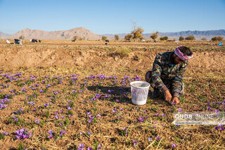 برداشت زعفران در تربت حیدریه
