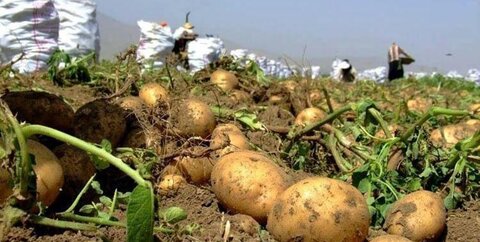 صادرات سیبزمینی به عراق آزاد شد سیب زمینی
