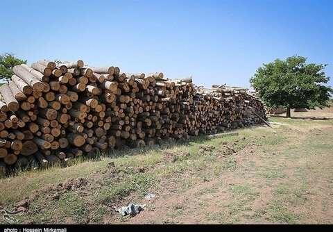 باند بزرگ قطع درختان جنگلی در شیراز متلاشی شد قطع درختان