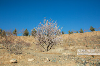 شکوفه زدن درختان در زمستان