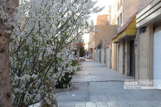 شکوفه زدن درختان در زمستان